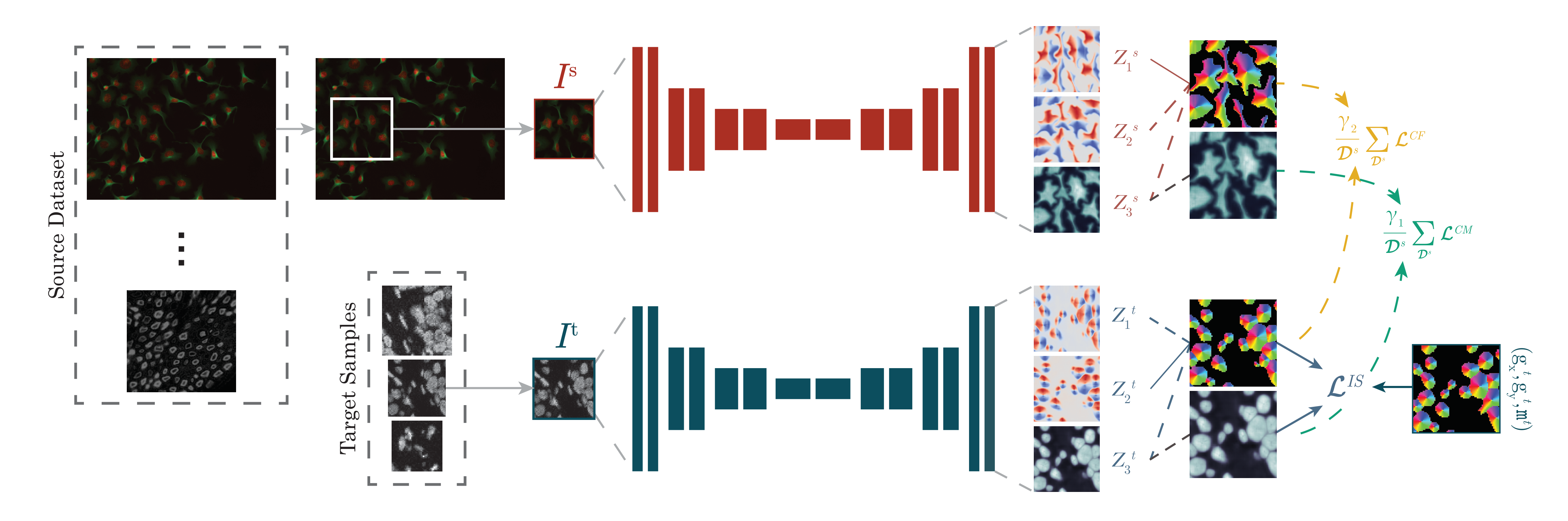 CellTranspose adaptation process